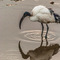 Serengeti NP